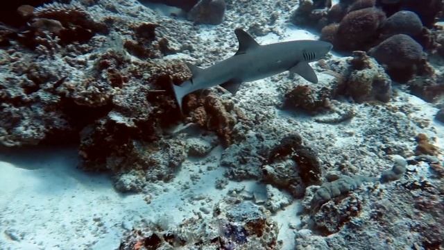Видеоролик подводный мир океана.