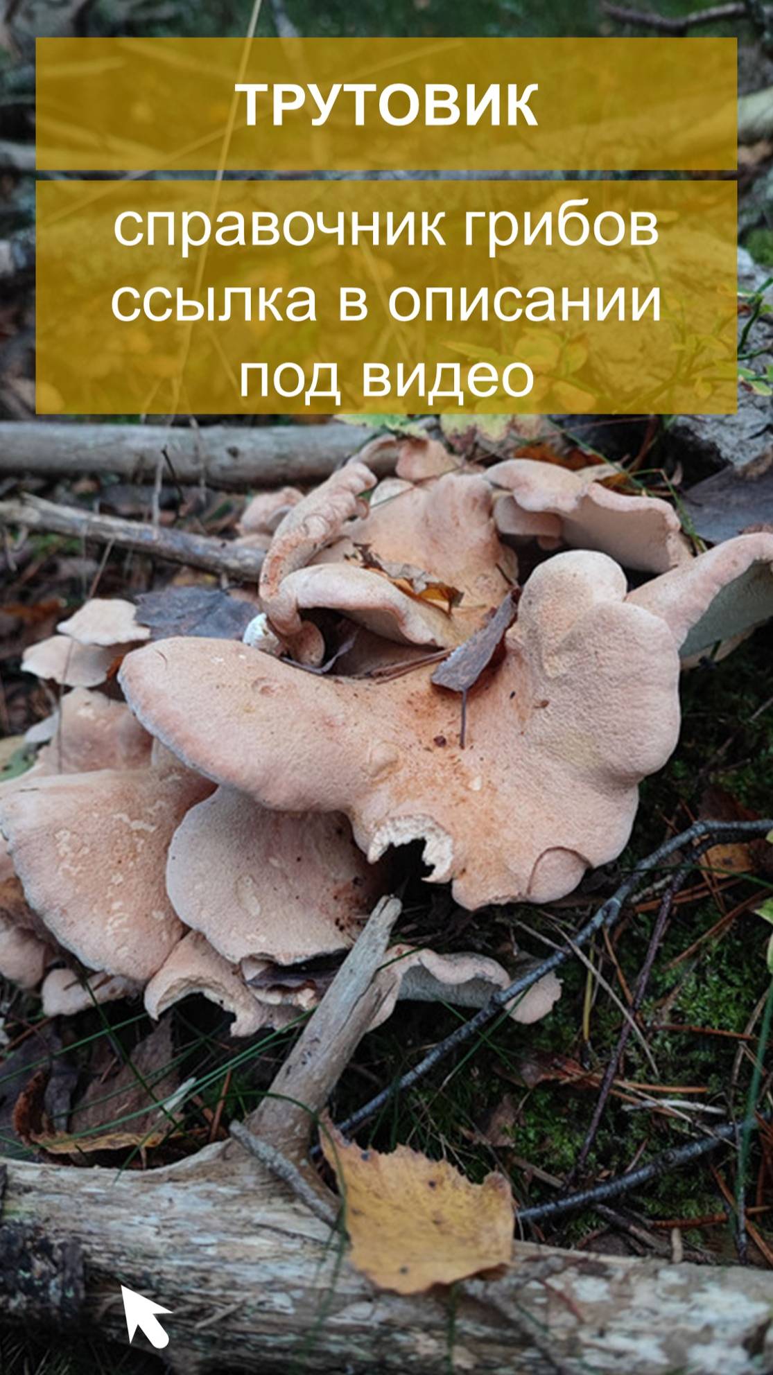 Трутовик - справочник грибов смотреть онлайн