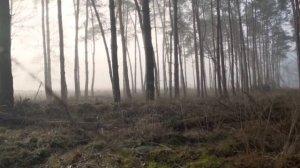 НИКТО НЕ УСЛЫШИТ ТВОЙ КРИК. Жуткие горы Аппалачи. Стра?