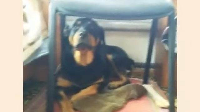 Слайд шоу про животных😸 смотреть онлайн