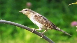 Пение птиц. Вертишейка