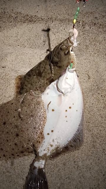 сразу три рыбы смотреть онлайн