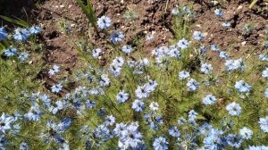 Цветы самосейки.Нигелла.