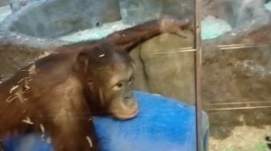 Московский зоопарк.Орангутанг с умными глазами рассматривает детей с мороженным с улыбкой