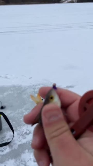 Мормышинг в лунке. Рыбалка со льда. Вызов Mormo Msk на батл. смотреть онлайн