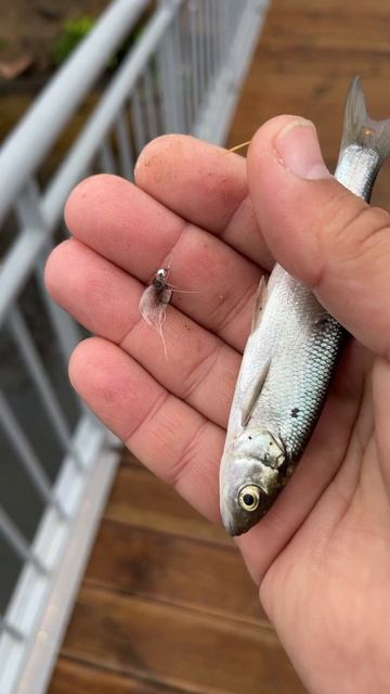 Поймал уклейку на мушку-кусочек хлеба смотреть онлайн