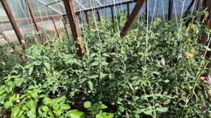 Вопросы-ответы.Без этого не будет урожая.Делаю так всегда.Томаты и перец.Формируем