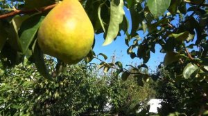 Груша ЭРИКА: зимний сорт для хранения