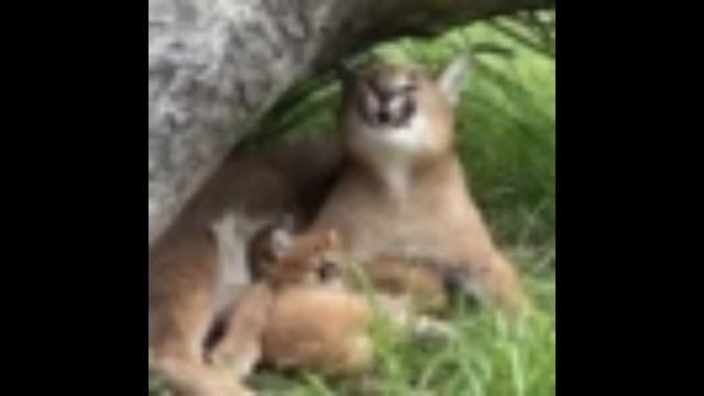 ДЖО ДЖО - САМОЕ ЛУЧШЕЕ АНИМЕ? смотреть онлайн