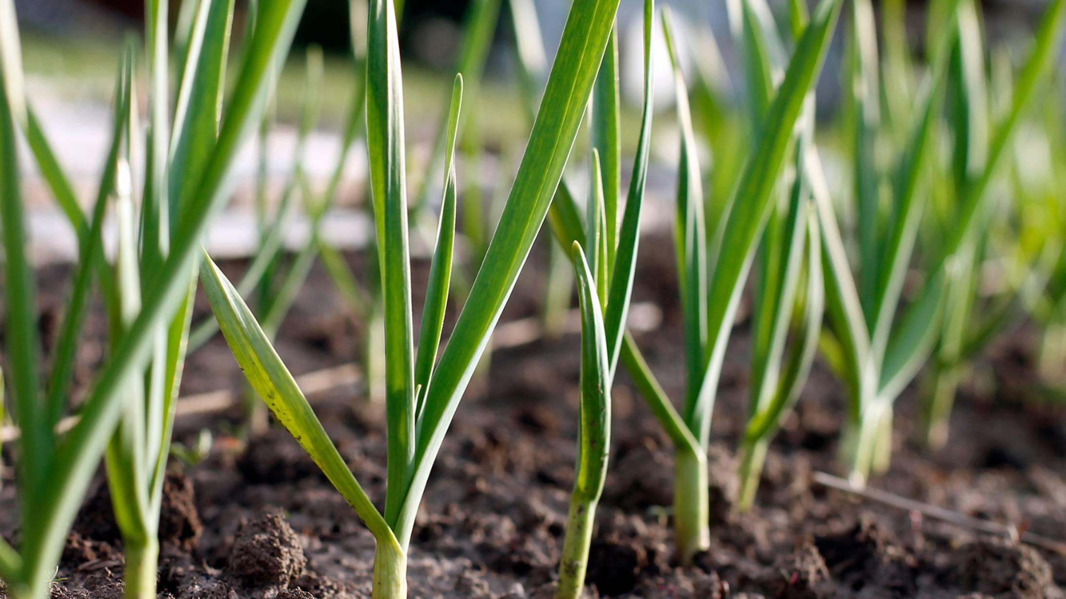 Подкормка чеснока в конце мая для обеспечения его здорового роста и высокого урожая. смотреть онлайн