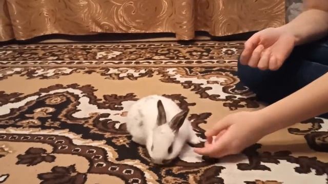 Кролик. Самые Смешные Кролики смотреть онлайн