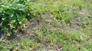 Сорт клубники Крапо 10