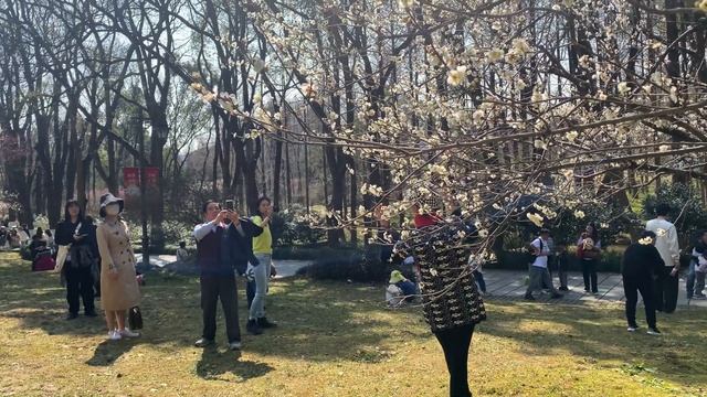 Цветущая слива и вдохновение: весенняя прогулка по Ха? смотреть онлайн