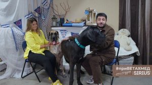 Секреты породы. Немецкий дог // #приВЕТАХМЕД