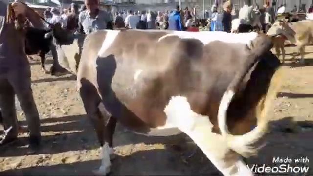 молбозори гулакандоз   Шанбебозор