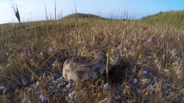 Гюрза. Опасный хищник пустынь и гор.