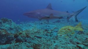 Окружающий мир | Акулы интересные факты для детей