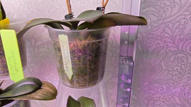 ФАЛЕНОПСИСЫ! Реанимация во мхе спустя 2 недели.