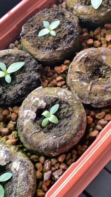 Эустоме 2 месяца.