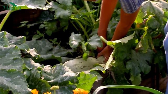 КАБАЧКИ. Секреты выращивания и оригинальный способ заготовки - 7 дач