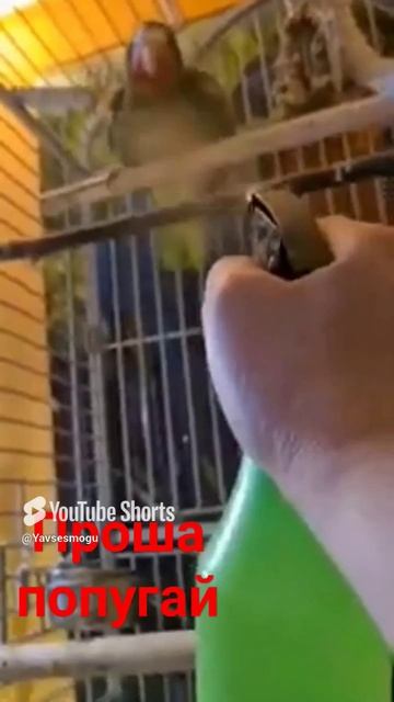 #Shorts #Купание #Попугай смотреть онлайн