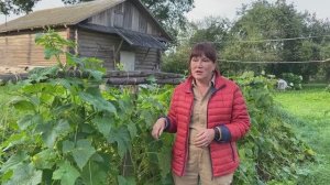 КАК ВЫРАЩИВАЮТ РАСТЕНИЯ БЕЗ УДОБРЕНИЙ В БЕЛАРУСИ