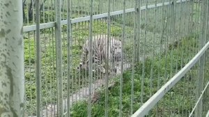 «Земля Прайда». Парк, где животных ЛЮБЯТ