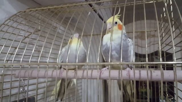 Попугай Корелла прикольно кормит детей. смотреть онлайн
