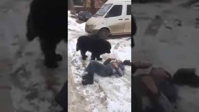 Собака получила медаль за отвагу смотреть онлайн