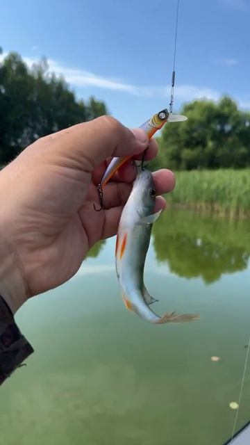 Окунь на воблер, чуть больше самого воблера. Ловлю с лодки на подмосковном пруду. #fishing #рыбалка смотреть онлайн