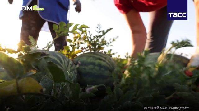 Что надо знать об арбузах? смотреть онлайн