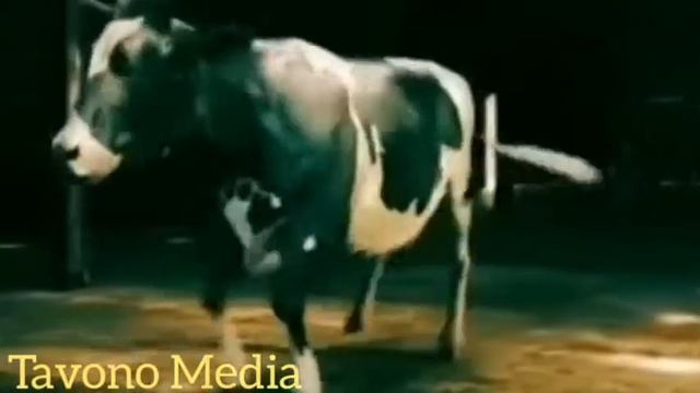 #приколы #точики приколы с животными смотреть онлайн