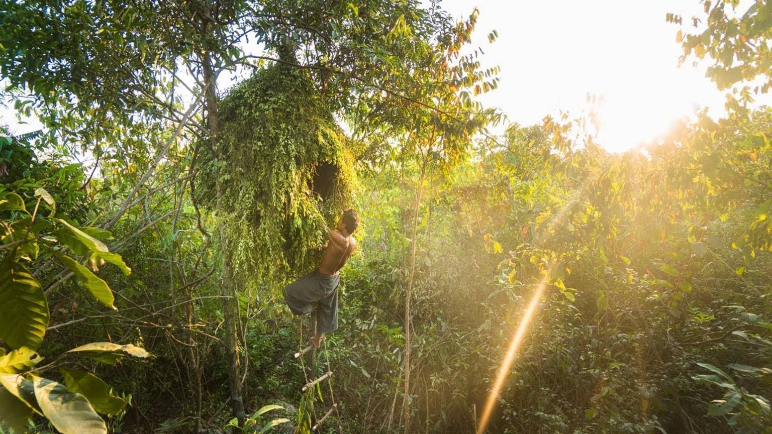 "Самый простой домик-гнездо на дереве — защита от животных (DIY!)" смотреть онлайн