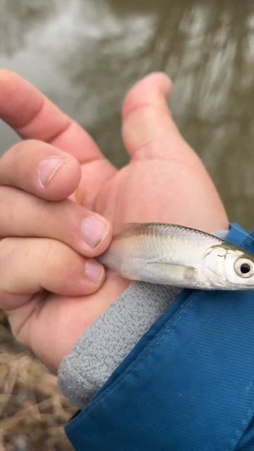 Уклейка-верховка на ангстрем мормышинг. Груз 0.04гр и крючек 16 с Javastick 20мм от Mormo MSK. смотреть онлайн