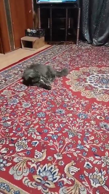 наш кот смотреть онлайн