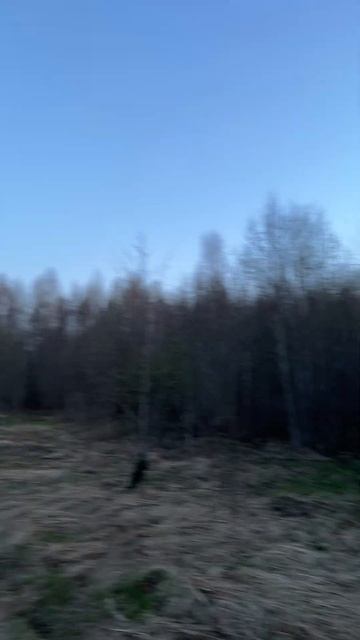 Весенняя охота 2024. Вечерняя тяга. смотреть онлайн