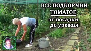 Основные подкормки томатов от высадки рассады до сбора урожая