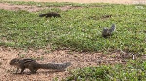 Обзор Отеля Cinnamon Bey / Beruwala (Синамон Бэй Берувала) / Sri Lanka
