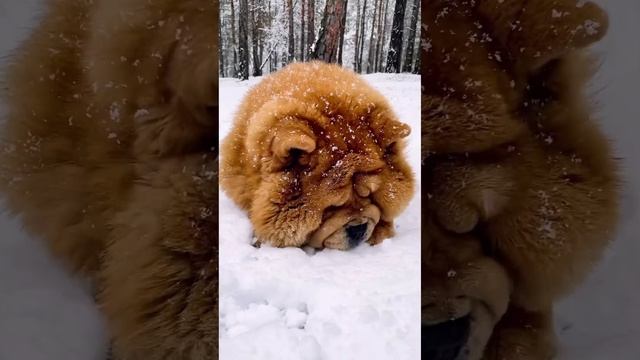 Winter walk in the forest 🧸🌲 Прогулка по зимнему лесу смотреть онлайн