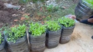 Выращиваем кориандр из семян!