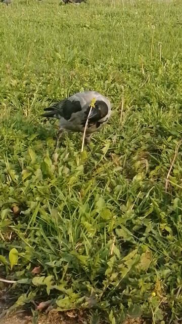 Молодая ворона балуется / Young crow is goofing around смотреть онлайн