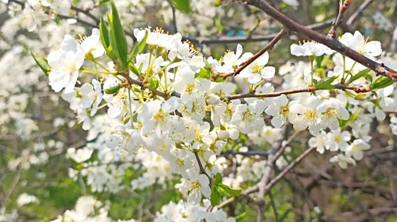Праздник победы - стихи Владимир Обожин смотреть онлайн