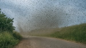 Комариный апокалипсис в Якутии. Аномальные полчища насекомых захватили целый регион
