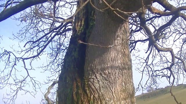 An Derowen - The Oak смотреть онлайн
