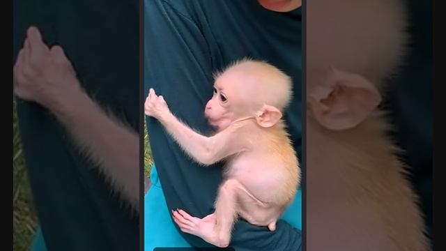 Неутомительный, непродолжительный и ненавязчивый утренний туалет ... 1000007720.mp4 смотреть онлайн