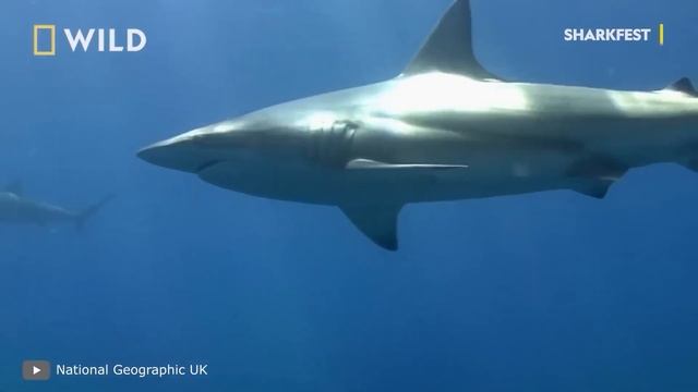Самые Опасные Существа в Океане смотреть онлайн