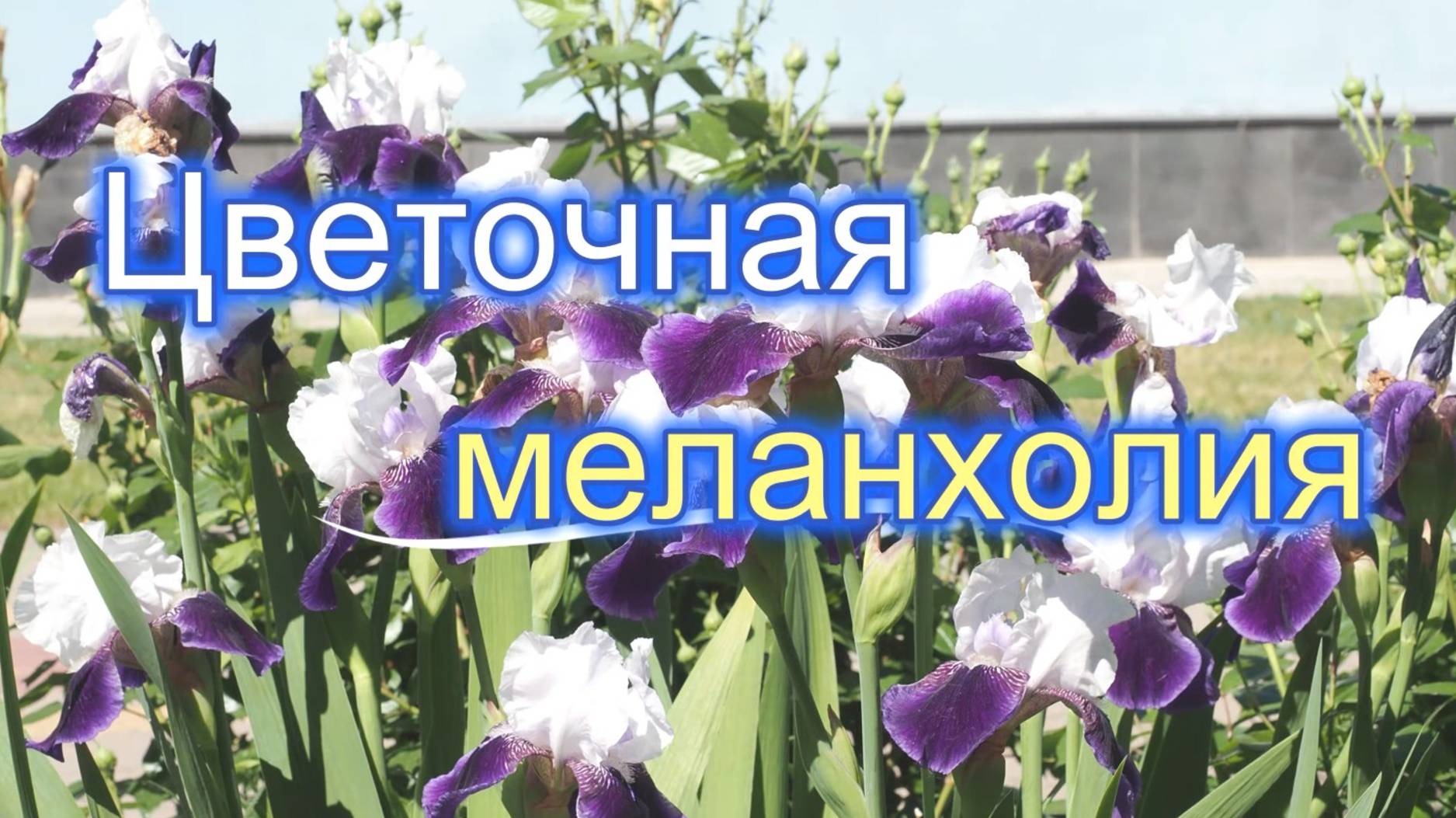 Цветочная меланхолия смотреть онлайн