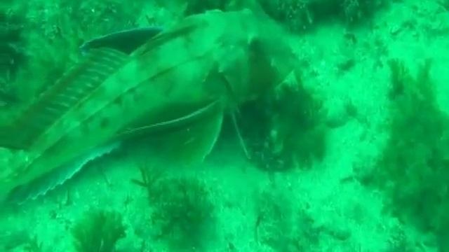 Морской петух