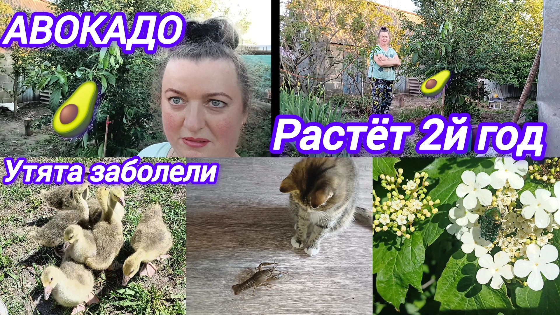 ГУСЯТА. САЖАЮ АВОКАДО смотреть онлайн