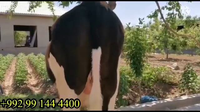 БУҚАЧАИ ЙОШ ЗОТ МОЛКУН БОШЕН УСПЕТ КУНЕН 15 мая 2023 г. смотреть онлайн